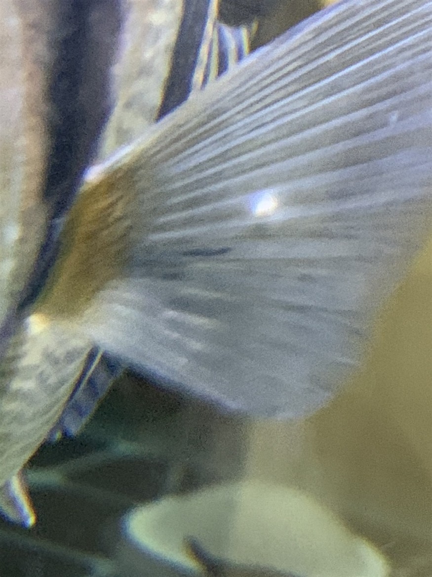 大神們給看看三間和虎魚鰭上是什么