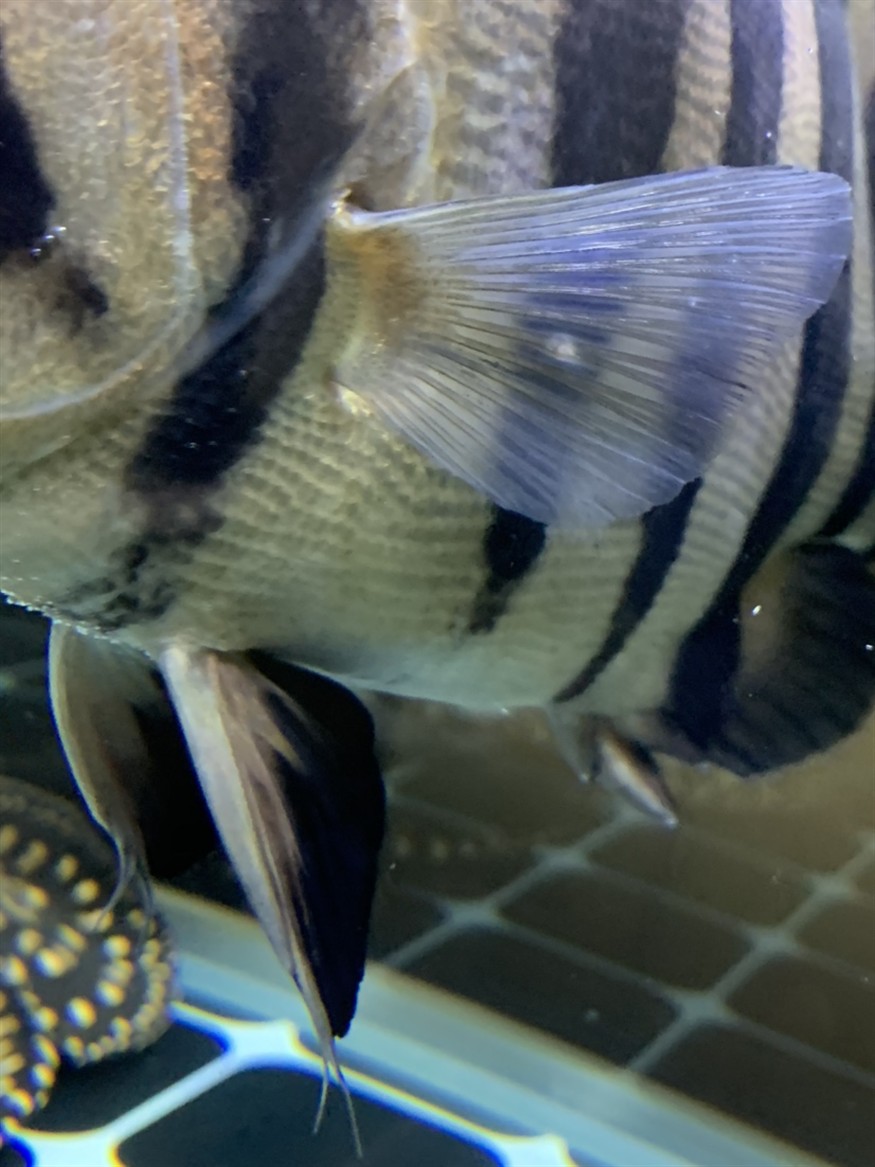 大神們給看看三間和虎魚鰭上是什么