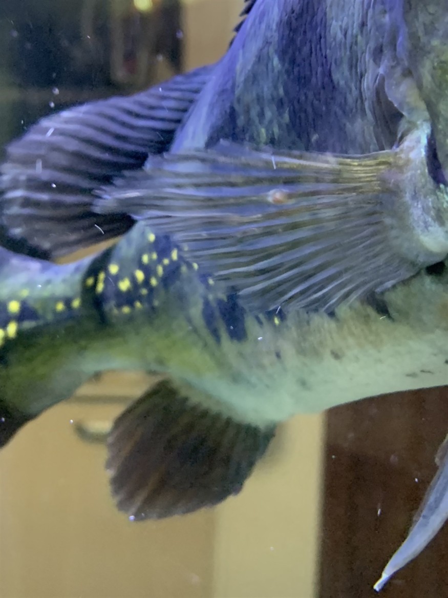 大神們給看看三間和虎魚鰭上是什么