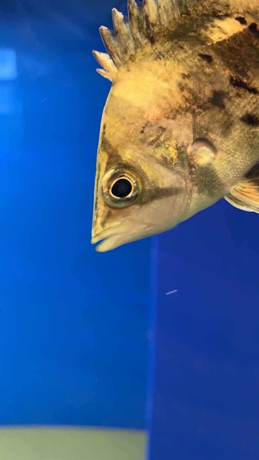 虎魚內(nèi)蒙如何治療？