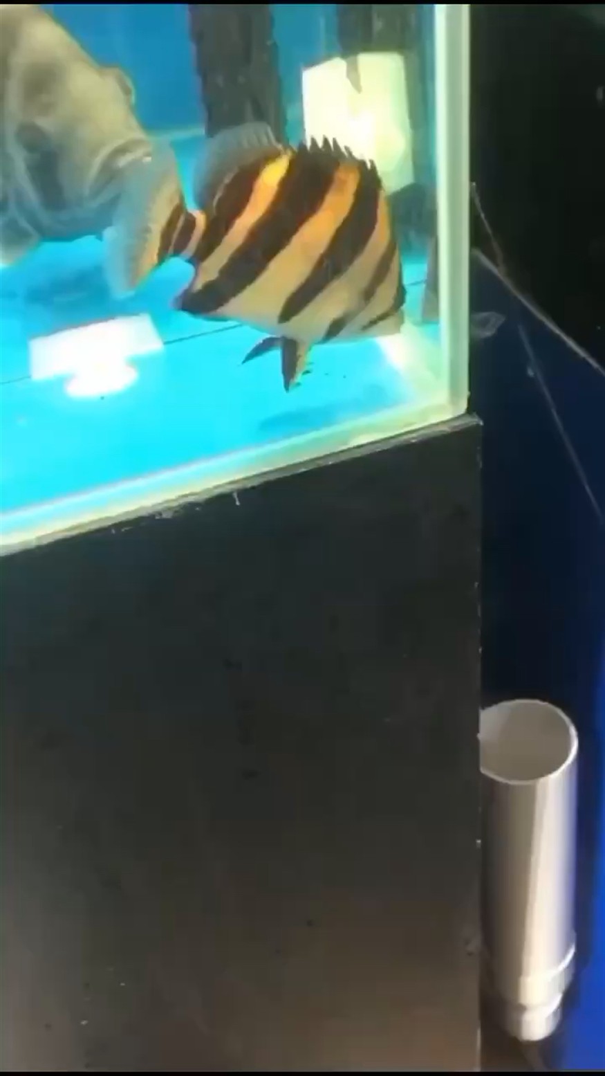 虎魚：588的三紋虎挖煤虎