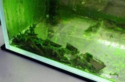 大型魚缸除藻工具魚：幾種適合用于大型魚缸除藻的工具魚