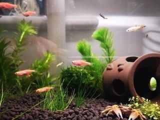 嶧城區森森水族店（嶧城區森森水族店電話）