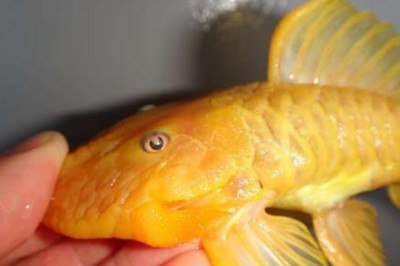 紅龍魚背景圖用什么顏色的好看又簡單的（紅龍魚背景圖用什么顏色的好看又簡單的圖片）
