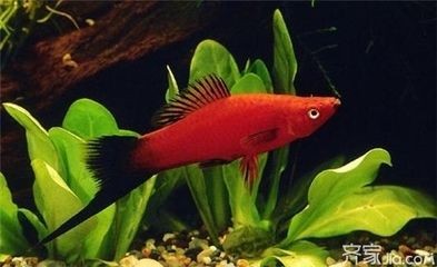 瓷魚缸養魚：瓷魚缸養魚需要注意事項陶瓷魚缸養魚的優點和注意事項