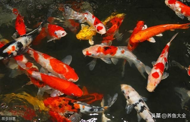 瓷魚缸養魚：瓷魚缸養魚需要注意事項陶瓷魚缸養魚的優點和注意事項