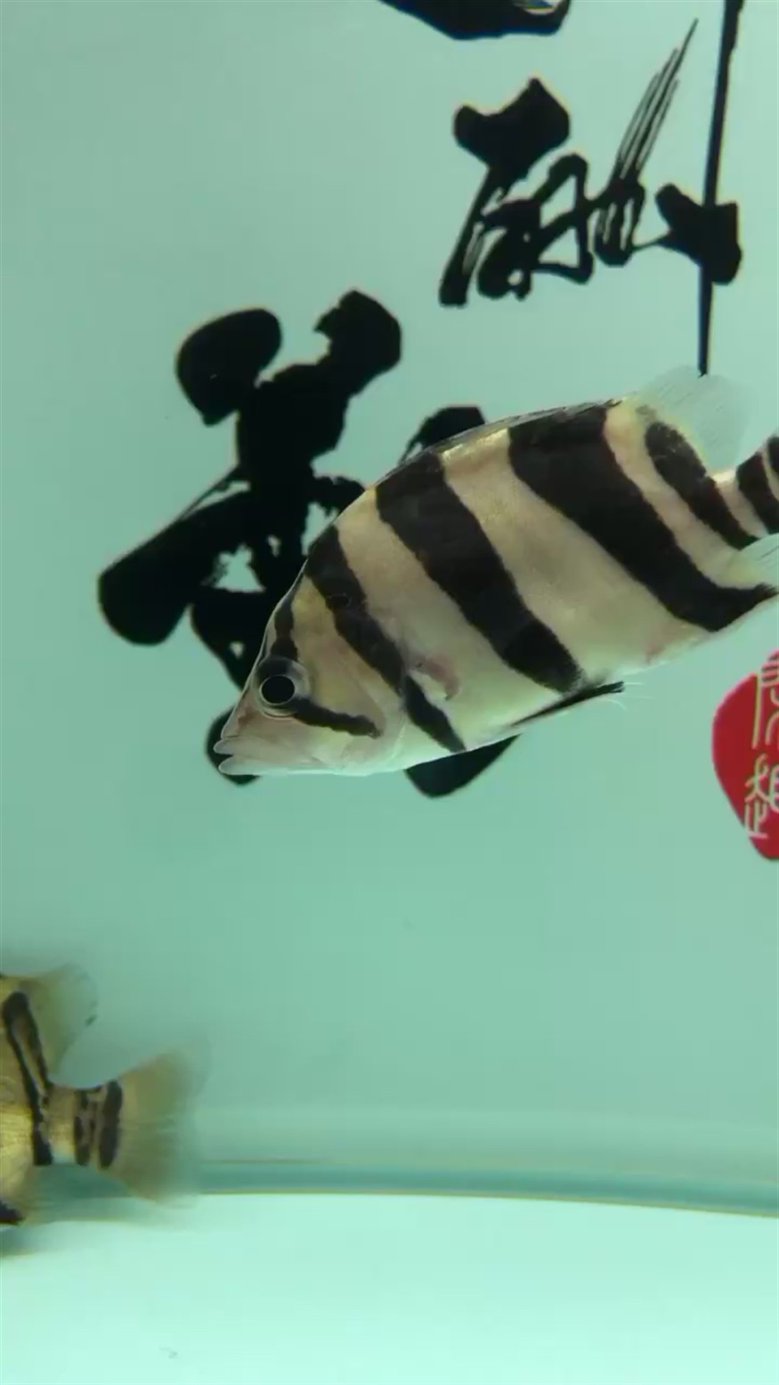 虎魚得病