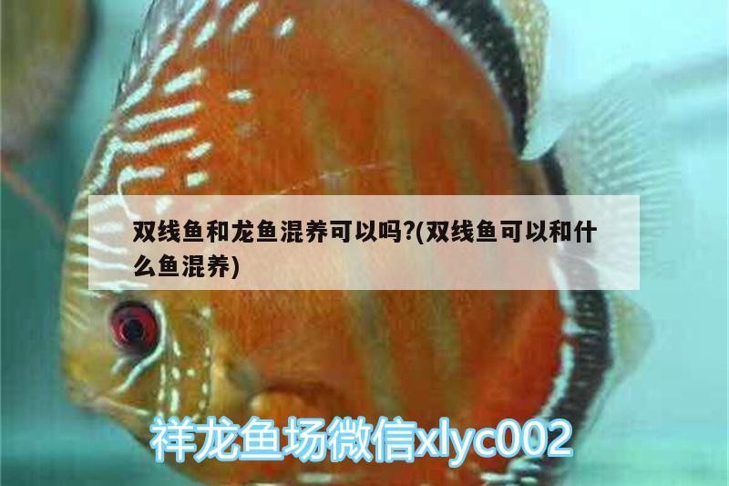適合和銀龍魚混養的魚種有哪些(銀龍魚適合與什么魚混養)