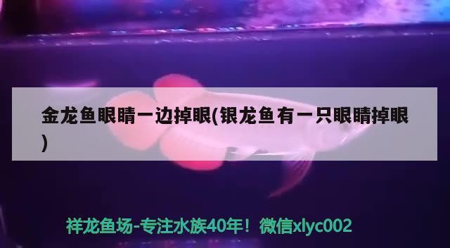 金龍魚眼睛一邊掉眼(銀龍魚有一只眼睛掉眼)