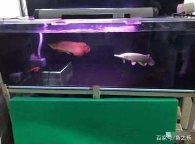 15米魚缸龍魚混養視頻：15米魚缸龍魚混養視頻\"搜索結果