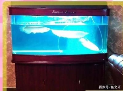 15米魚缸龍魚混養視頻：15米魚缸龍魚混養視頻\"搜索結果