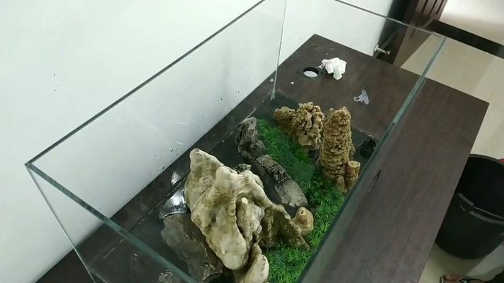 齊齊哈爾市龍沙區華波水族商店（齊齊哈爾市龍沙區華波水族商店電話）