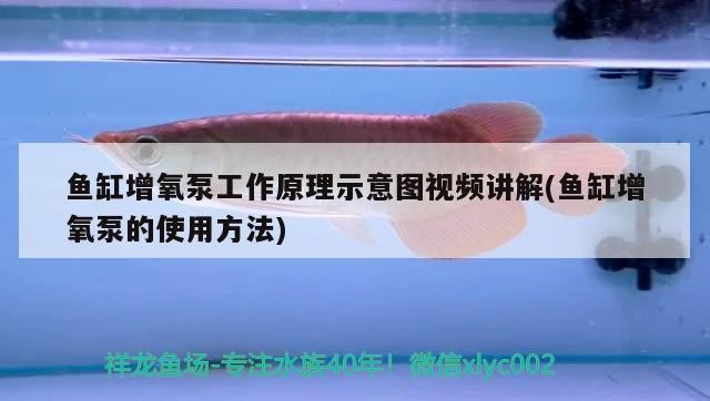 遷安市木廠口鎮發發水族館（遷安市木廠口鎮發發水族館地址）