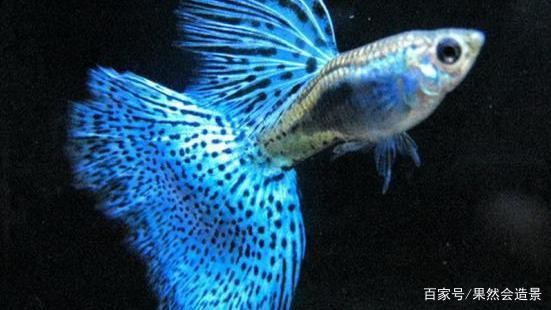 珠海市香洲佳瑞祥水族館（珠海市香洲佳瑞祥水族館地址）