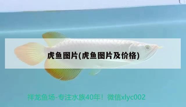 虎魚圖片(虎魚圖片及價格)