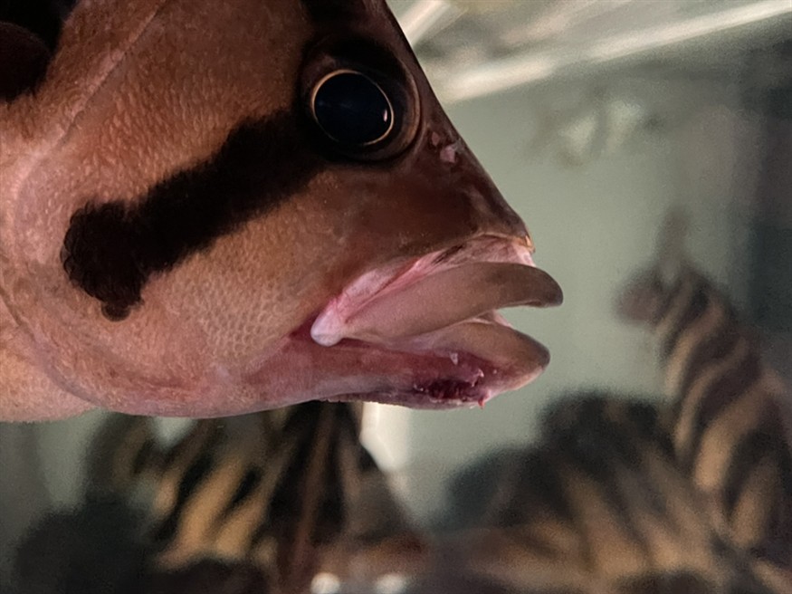 虎魚虎魚虎魚