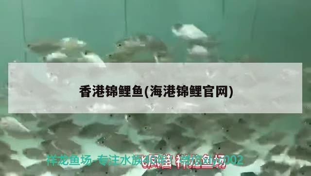 虎魚虎魚虎魚