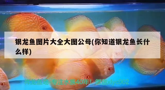 銀龍魚圖片大全大圖公母(你知道銀龍魚長什么樣)
