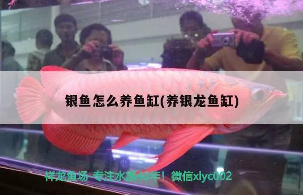 銀魚怎么養魚缸(養銀龍魚缸)