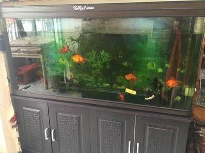 把魚缸和魚送人好不好：把魚缸和魚送人合適之前需要了解文化和風水的背景知識