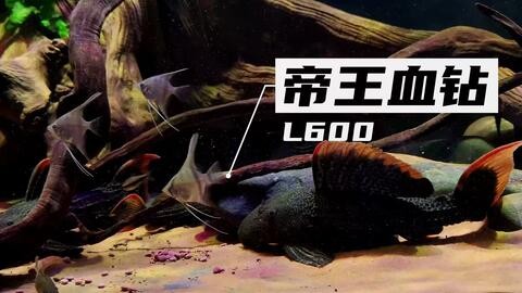 紅龍魚眼睛有白點怎么治療好（紅龍魚眼睛有白點怎么治療好呢）