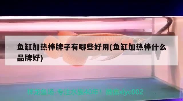 魚缸加熱棒牌子有哪些好用(魚缸加熱棒什么品牌好)