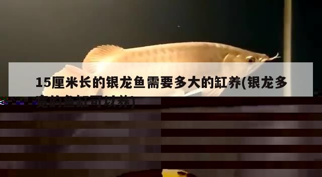 15厘米長的銀龍魚需要多大的缸養(yǎng)(銀龍多寬的魚缸可以養(yǎng))