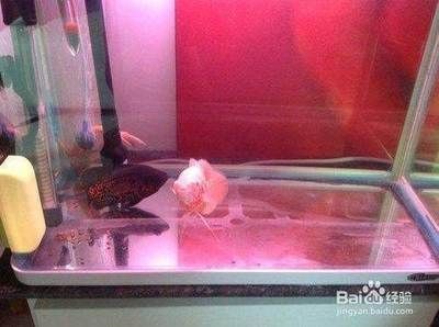 玻璃魚缸碎了一般怎么修復：玻璃魚缸碎了可以根據裂縫的情況采取不同的修復方法