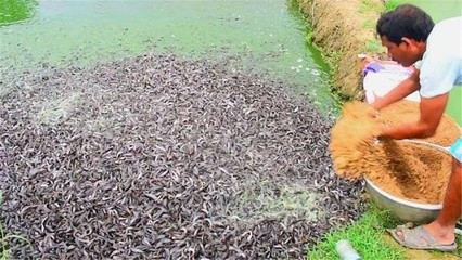 最便宜的紅龍魚多少錢（最便宜的紅龍魚多少錢一條）