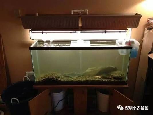 大魚缸改造植物缸好不好呢：大魚缸改造植物缸是一個不錯的選擇