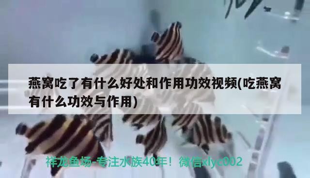 銀龍魚和什么魚一起養好(銀龍魚和什么魚能一起養)