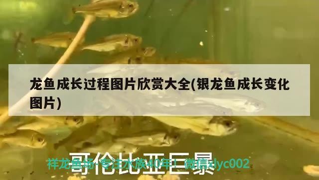 龍魚成長過程圖片欣賞大全(銀龍魚成長變化圖片)