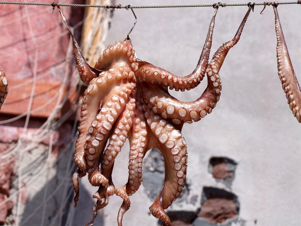 金剛魚多少錢（金剛虎魚多少錢一條）