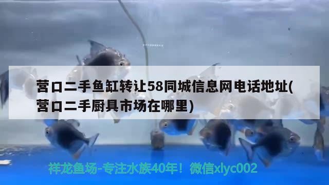 營口二手魚缸轉讓58同城信息網電話地址(營口二手廚具市場在哪里)