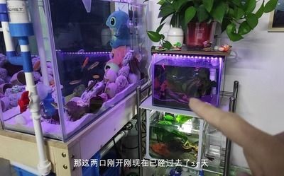 不打孔魚缸底濾原理：不打孔魚缸底濾系統的原理