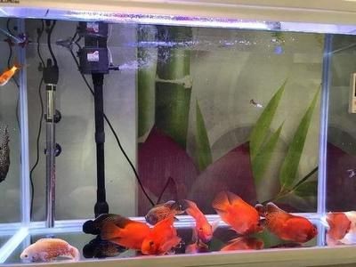 1.8米魚缸養多少鸚鵡魚好：1.8米魚缸養多少鸚鵡魚好，