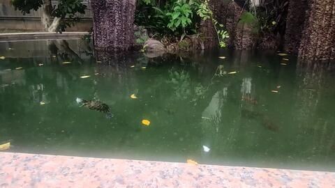棲鳳竹池養(yǎng)化龍魚寓意好嗎，“亭栽棲鳳竹，池養(yǎng)化龍魚”描繪了一個亭子中種著適合鳳凰棲息的竹子