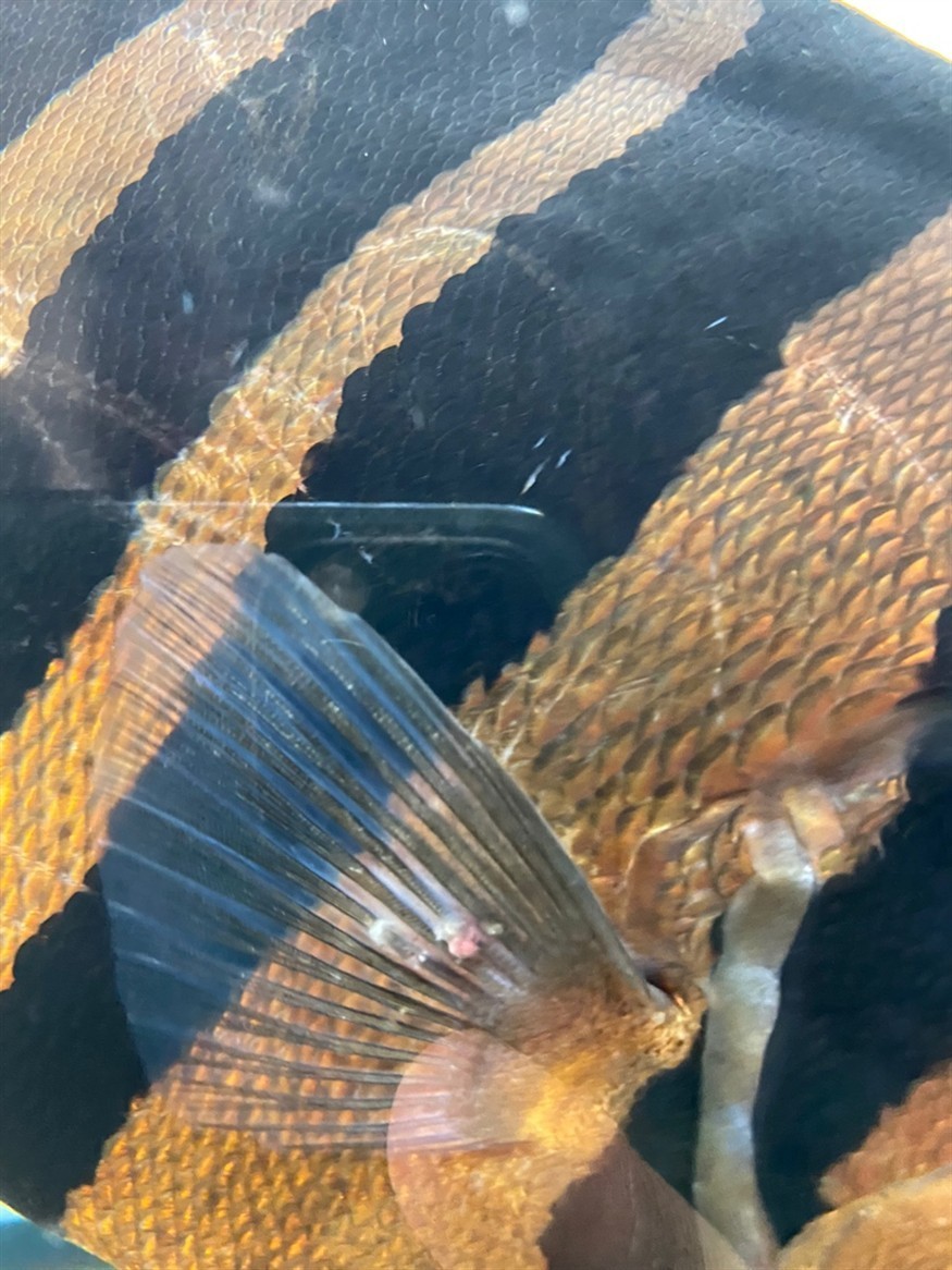求助貼虎魚魚鰭異物