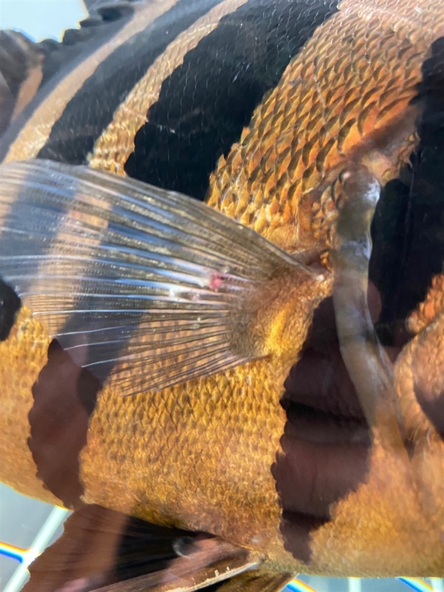 求助貼虎魚魚鰭異物