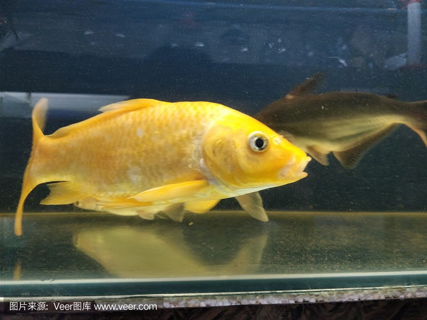 玻璃魚缸哪里有賣的：2024年十大玻璃魚缸品牌網店排行榜