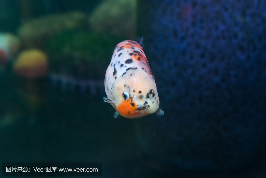 玻璃魚缸哪里有賣的：2024年十大玻璃魚缸品牌網店排行榜