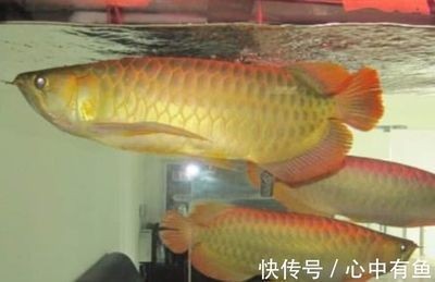 金龍魚養在家里哪里好