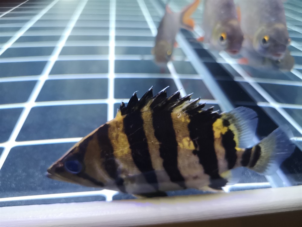 求助虎魚背鰭發白