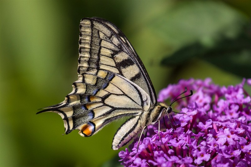 虎魚常見的疾病與治療