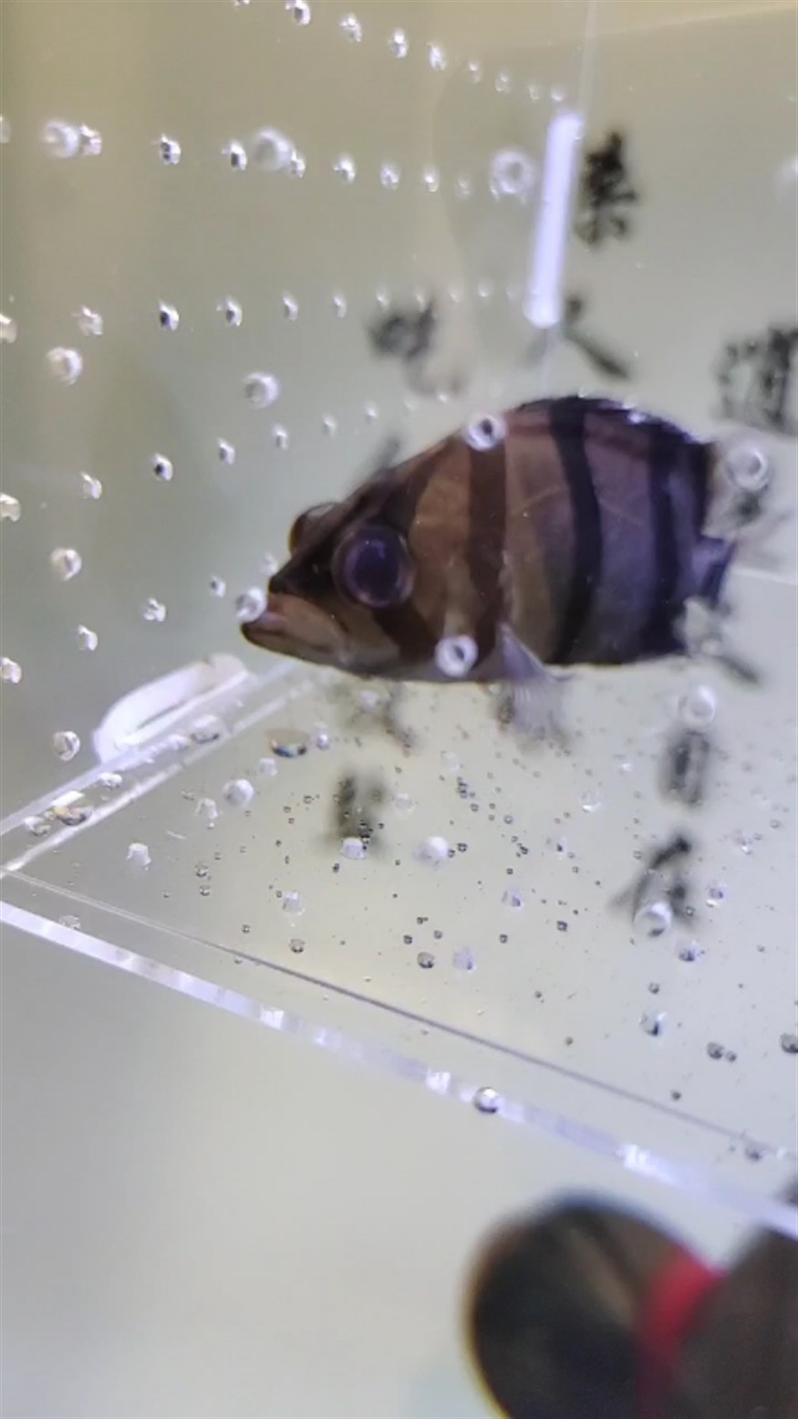 虎魚掉唇
