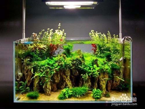獨山子區(qū)魚躍龍門水族館（云南魚躍龍門水產(chǎn)有限公司）