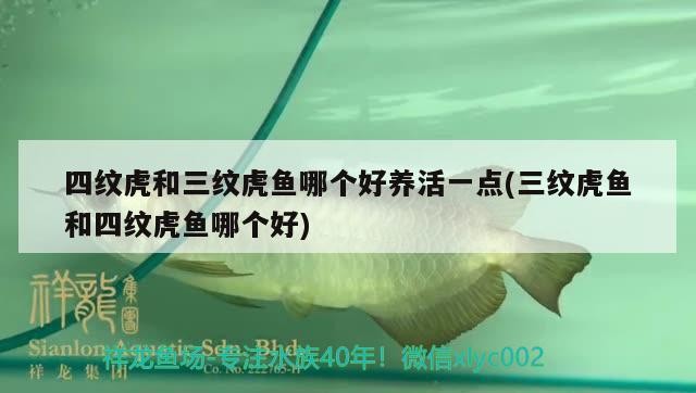 四紋虎和三紋虎魚(yú)哪個(gè)好養(yǎng)活一點(diǎn)(三紋虎魚(yú)和四紋虎魚(yú)哪個(gè)好)