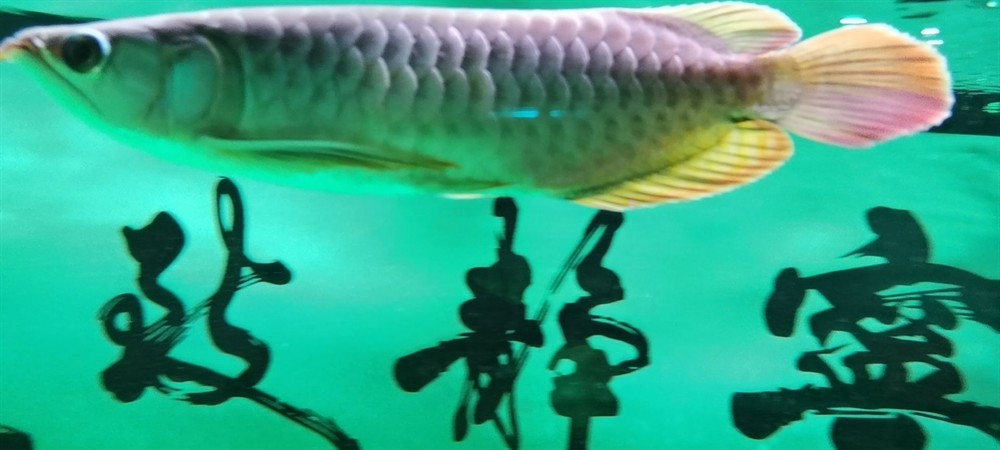 三亞水族館立鱗恢復心情大好