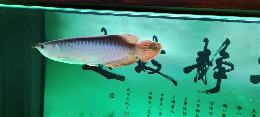 三亞水族館立鱗恢復心情大好