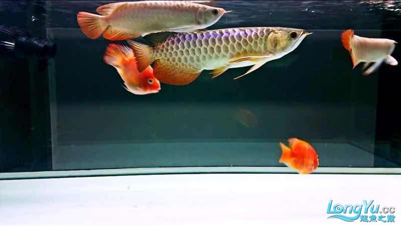虎魚天天黑來點(diǎn)赤瞳黃金 記錄貼20161228_近照一張 虎魚百科 記錄貼20161228_近照一張 記錄貼20161228_近照一張 虎魚百科